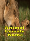 Animal Female Name mobile app for free download