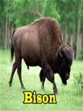 Bison mobile app for free download