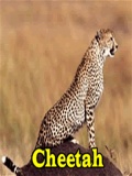 Cheetah mobile app for free download