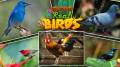 Educational Game Real Birds mobile app for free download