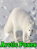 ArcticFoxes mobile app for free download