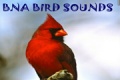 BNA BIRD SOUNDS mobile app for free download
