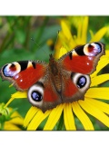 Butterfly Wallpapers 240x320 TouchPhone mobile app for free download