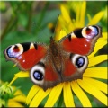 Butterfly Wallpapers 240x400 mobile app for free download