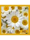 Flowers Wallpapers 240x320 KeypadPhones mobile app for free download