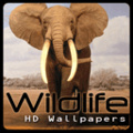 HD Wildlife wallpapers mobile app for free download