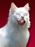 Laughing Cat mobile app for free download