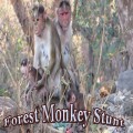 MonkeyFStunts 240X320 mobile app for free download