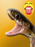 Naughty Snake mobile app for free download