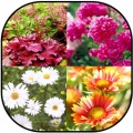 Perennial Flowers for Your Garden mobile app for free download