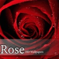 Rose HD Wallpapers mobile app for free download