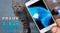 Simulator X Ray Cat mobile app for free download