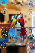TALKING COUPLE  PARROT mobile app for free download