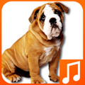 Talking Dog Sounds 240x400 mobile app for free download