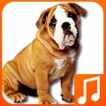 Talking Dog Sounds 360x640 mobile app for free download