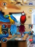 Talking Parrot Couple mobile app for free download