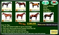 real horse racing mobile app for free download