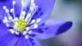 Blue Flower mobile app for free download