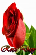 Rose Day mobile app for free download