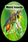 WeirdInsects mobile app for free download