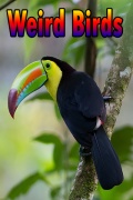 Weird Birds mobile app for free download
