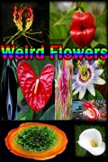 Weird Flowers mobile app for free download