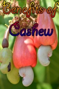 Benefits of Cashew mobile app for free download