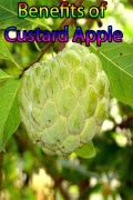 Benefits of Custard Apple mobile app for free download